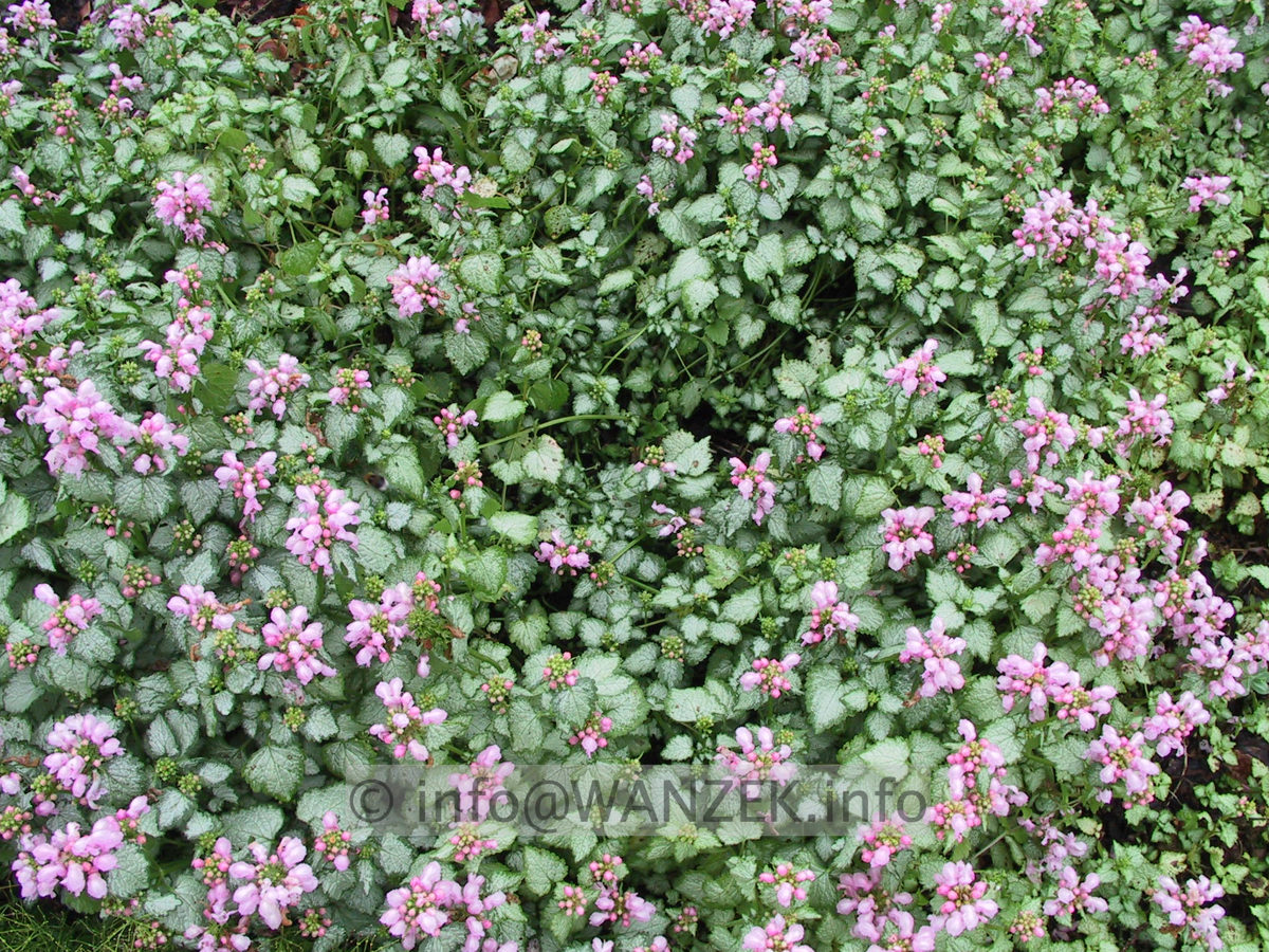 Lamium Silbergroschen.JPG